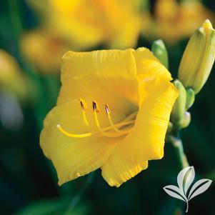 Hemerocallis 'Yellow Lollipop' 