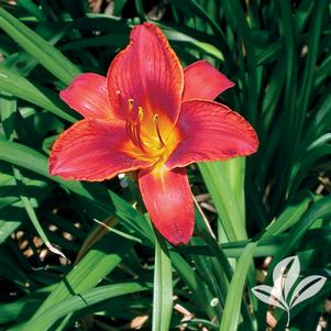 Hemerocallis 'Red Poll' 