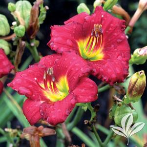 Hemerocallis 'Pardon Me' 