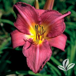 Hemerocallis 'Chicago Arnies Choice' 