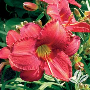 Hemerocallis 'Mallard' 