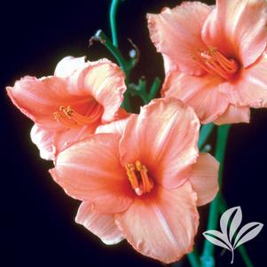 Hemerocallis 'Sombrero Way' 