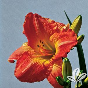 Hemerocallis 'Sirocco' 