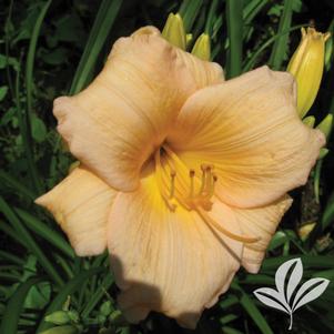 Hemerocallis 'Mini Pearl' 