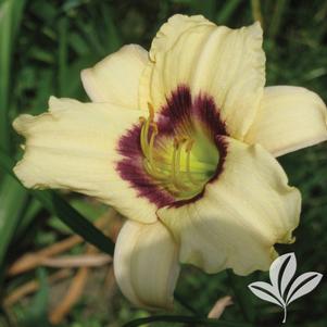 Hemerocallis 'Pandora's Box' 