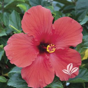 Hibiscus rosa-sinensis 'Brilliantissima' 