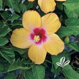 Hibiscus rosa-sinensis 'Cherie' 