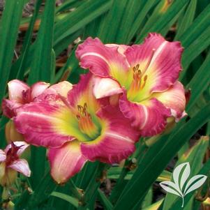 Hemerocallis 'Preppy Pink' 