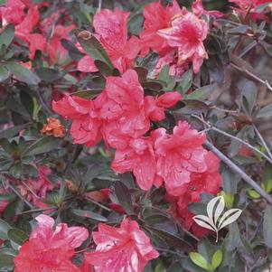 Rhododendron Glenn Dale x 'Fashion' 