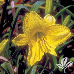 Hemerocallis 'Scentual Sundance' 