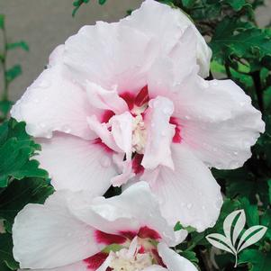 Hibiscus syriacus 'Lady Stanley' 