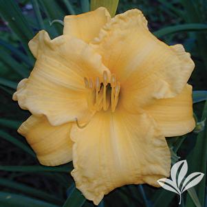 Hemerocallis 'Sunny Honey' 