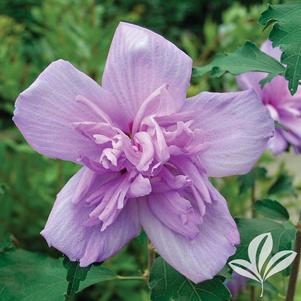 Hibiscus syriacus 'Ardens' 