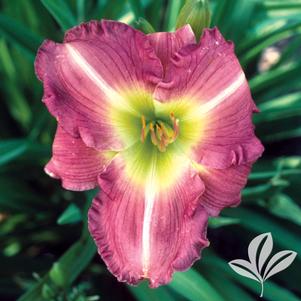 Hemerocallis 'Woodside Amethyst' 