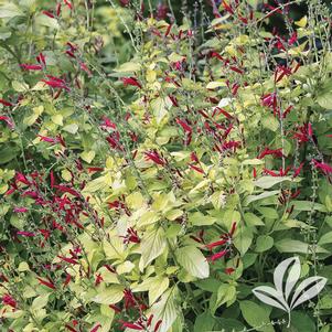 Salvia elegans 'Golden Delicious' 