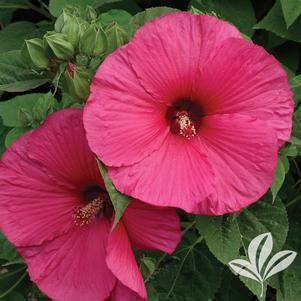 Hibiscus moscheutos 'Flare' 