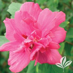 Hibiscus syriacus 'Amplissimus' 