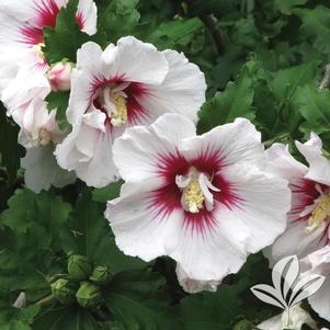 Hibiscus syriacus 'Helene' 