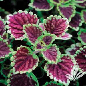 Coleus 'Kakegawa CE10' 