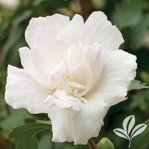 Hibiscus syriacus 'Jeanne D' Arc' 