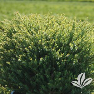 Thuja occidentalis 'Bobazam' 