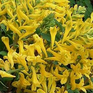 Corydalis 'Canary Feathers' 