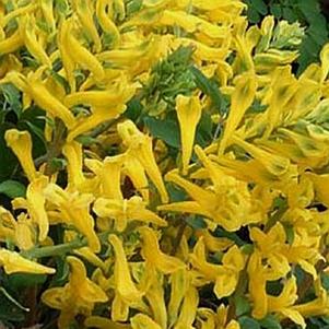 Corydalis 'Canary Feathers' 