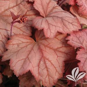 Heuchera 'Georgia Peach' 