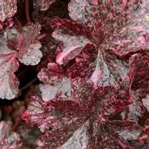 Heuchera 'Midnight Rose' 