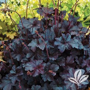 Heuchera 'Obsidian' 