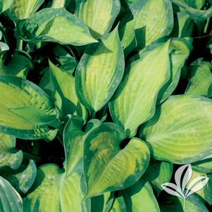 Hosta 'Paul's Glory' 