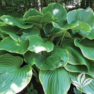 Hosta fluctuans 'Sagae' 