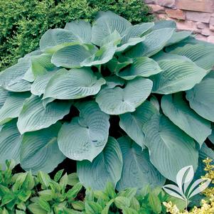 Hosta 'Blue Angel' 