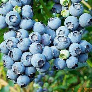 Vaccinium ashei 'Powderblue' 