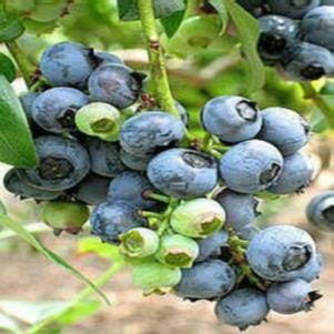 Vaccinium ashei 'Tifblue' 