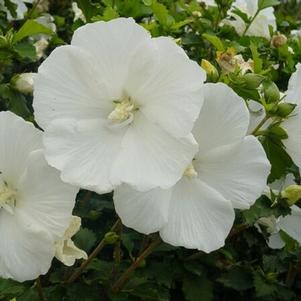 Hibiscus syriacus 'Diana' 