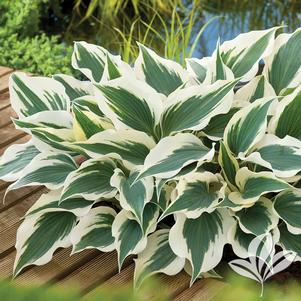 Hosta 'Wide Brim' 