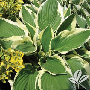 Hosta 'Patriot' 