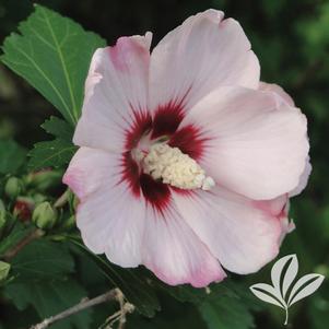 Hibiscus syriacus 'Minerva' 