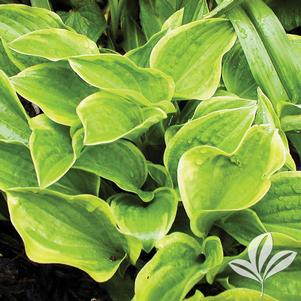 Hosta 'Golden Tiara' 