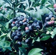 Vaccinium ashei 'Brightwell' 