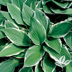 Hosta 'Francee' 