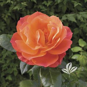 Rosa 'Harflow' 