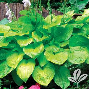 Hosta 'August Moon' 