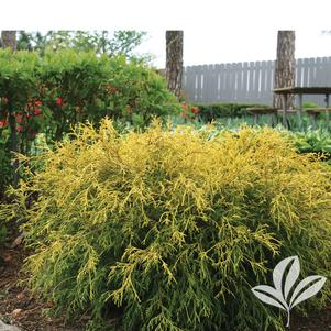 Chamaecyparis pisifera filifera 'King's Gold' 