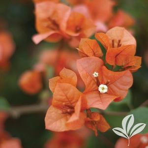 Bougainvillea 'Sundown Orange' 