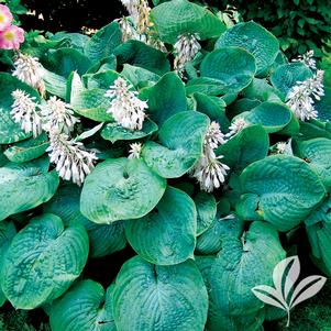 Hosta sieboldiana 'Elegans' 