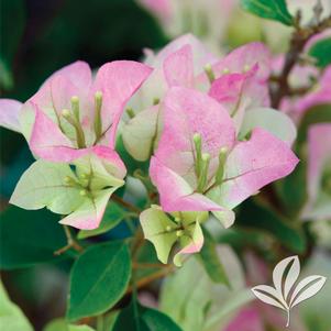 Bougainvillea 'Imperial Delight' 