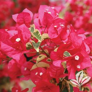 Bougainvillea 'Raspberry Ice' 