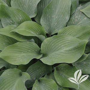 Hosta 'Krossa Regal' 